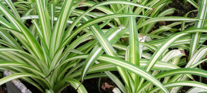 Long striped spider plant leaves