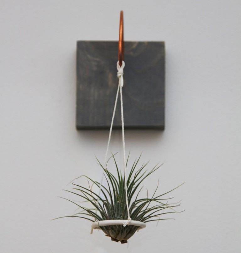 Where To Buy Air Plants Online Decoist