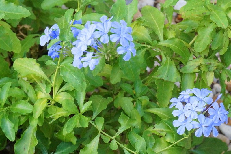 New blooms on a plumbago still recovering from winter's frost