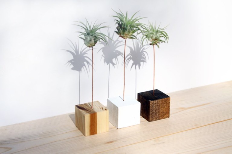 Where To Buy Air Plants Online Decoist