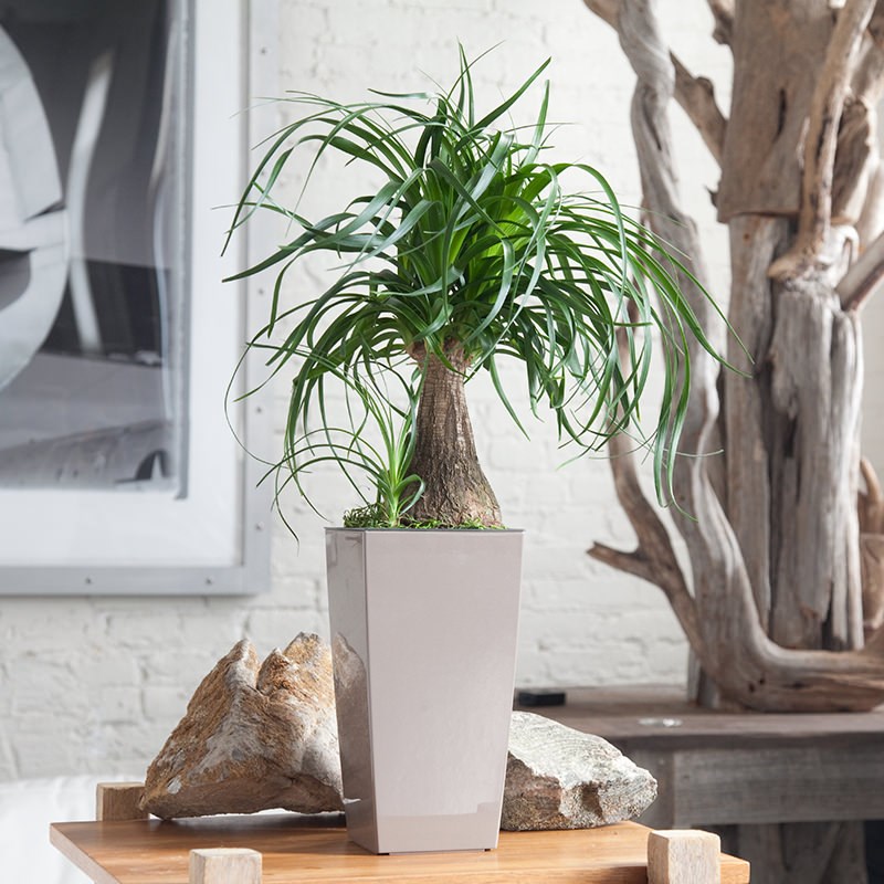 Ponytail palm from My City Plants