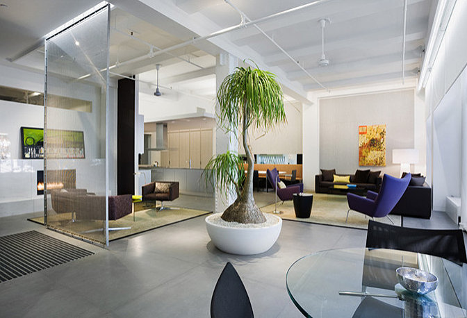 Ponytail palm in a modern living room