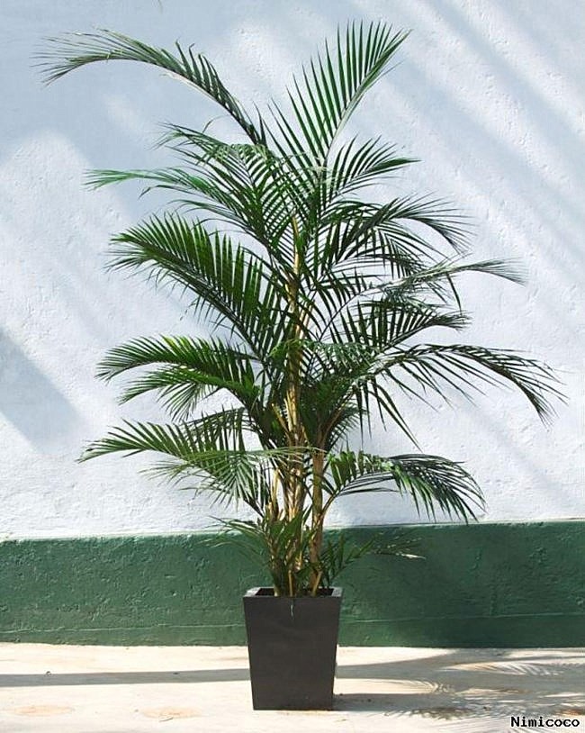 Potted areca palm plant