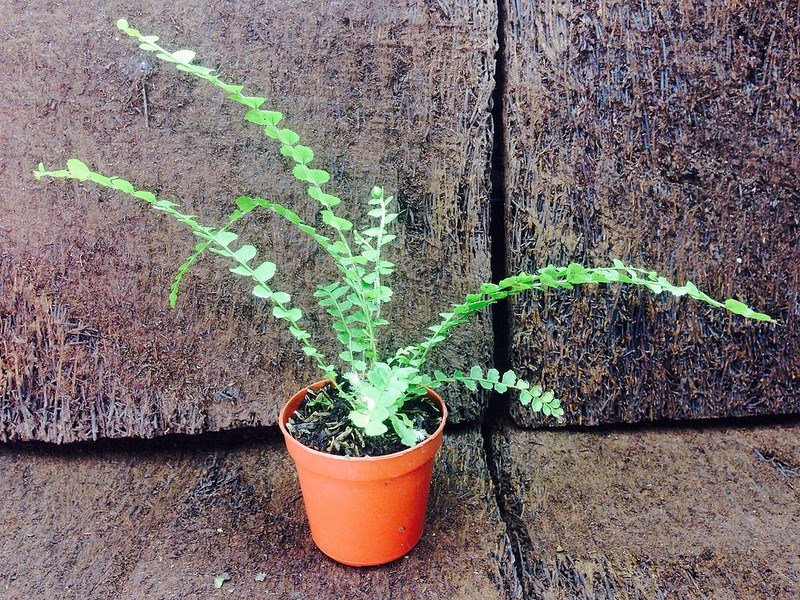 Potted lemon button fern