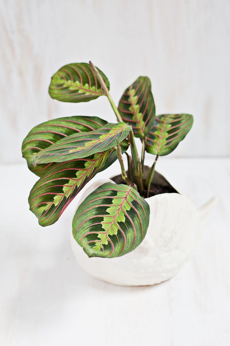 Prayer plant in a white pot