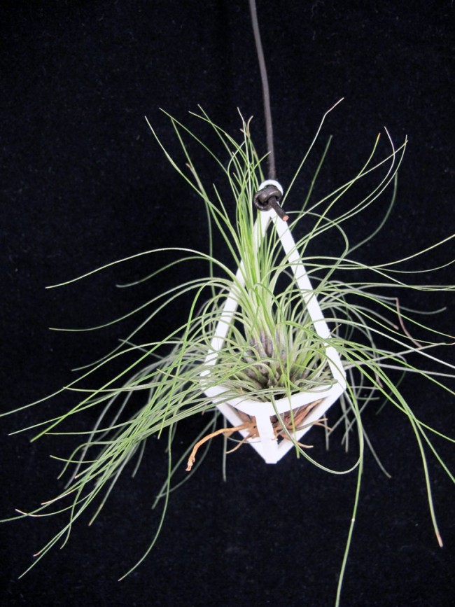 Where To Buy Air Plants Online Decoist