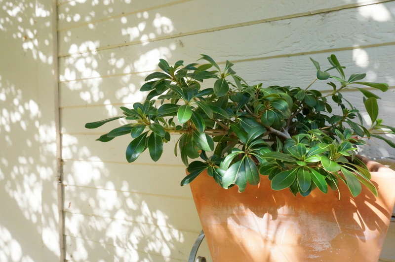 Regular watering is important during the hot summer months