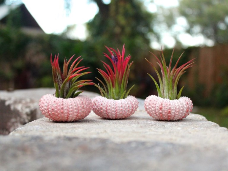 Where To Buy Air Plants Online Decoist