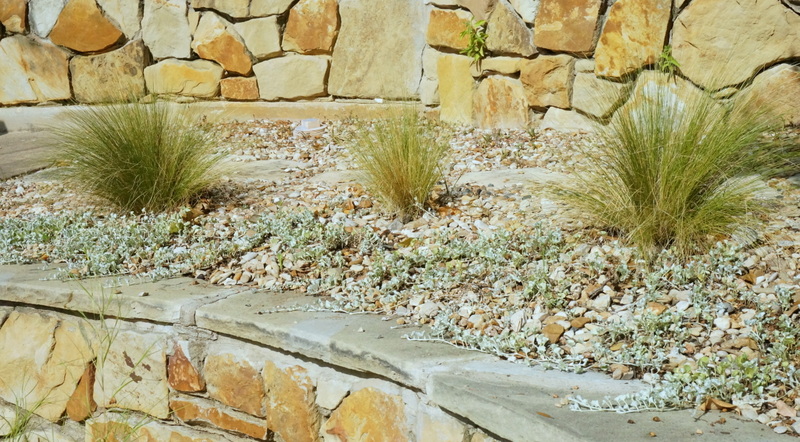 Silver falls dichondra and Mexican feather grass