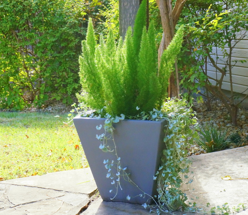 Silver falls dichondra and foxtail fern in a modern planter