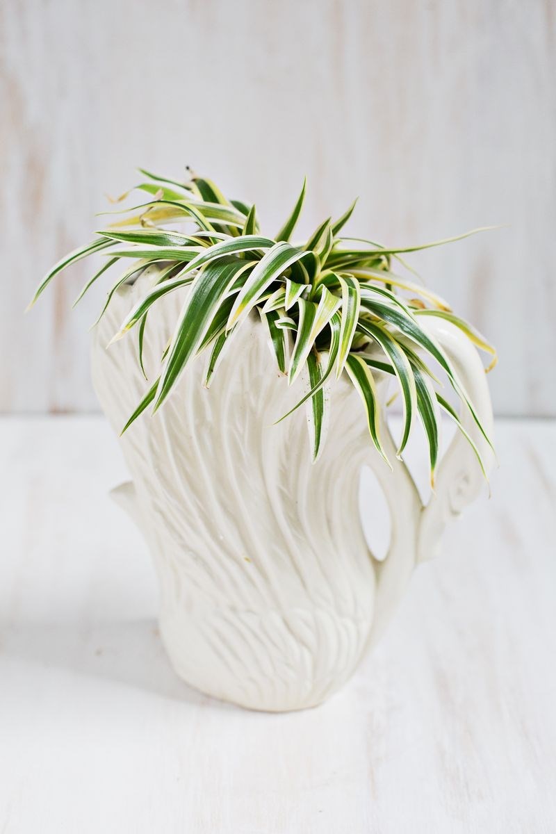 Spider plant in a swan planter