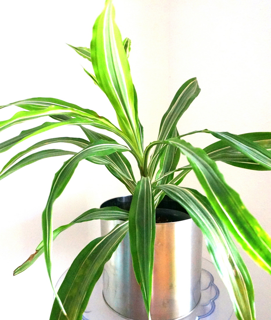 Stainless steel planter with greenery