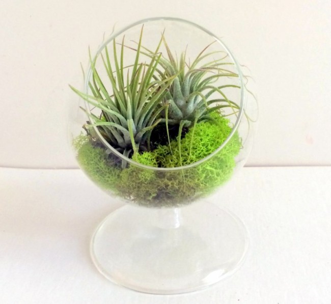 Where To Buy Air Plants Online Decoist
