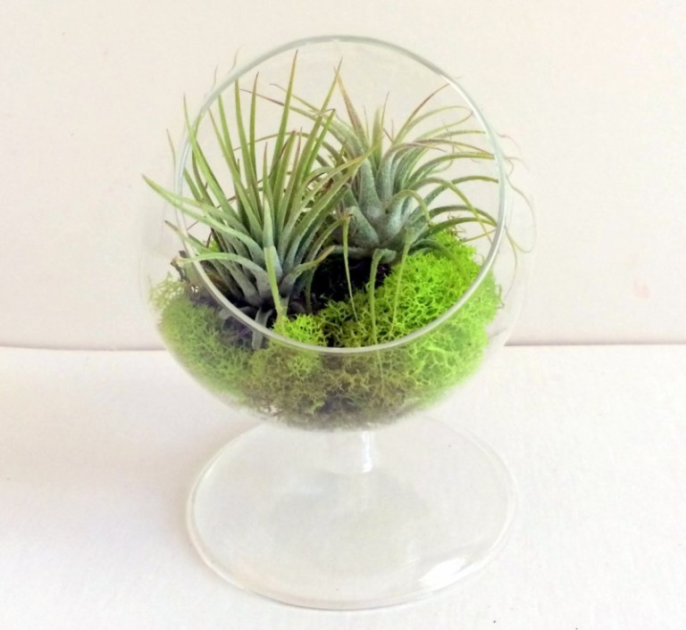 Where To Buy Air Plants Online Decoist