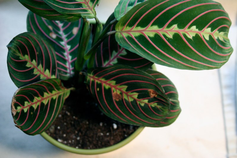 Striking leaves of the prayer plant