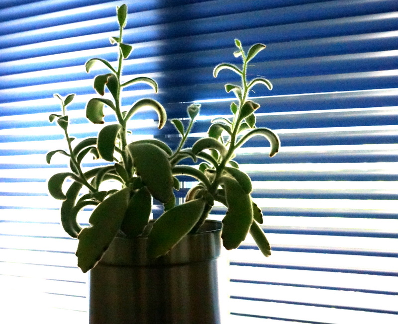 Succulents and miniblinds