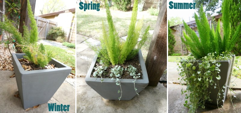 The evolution of a planter