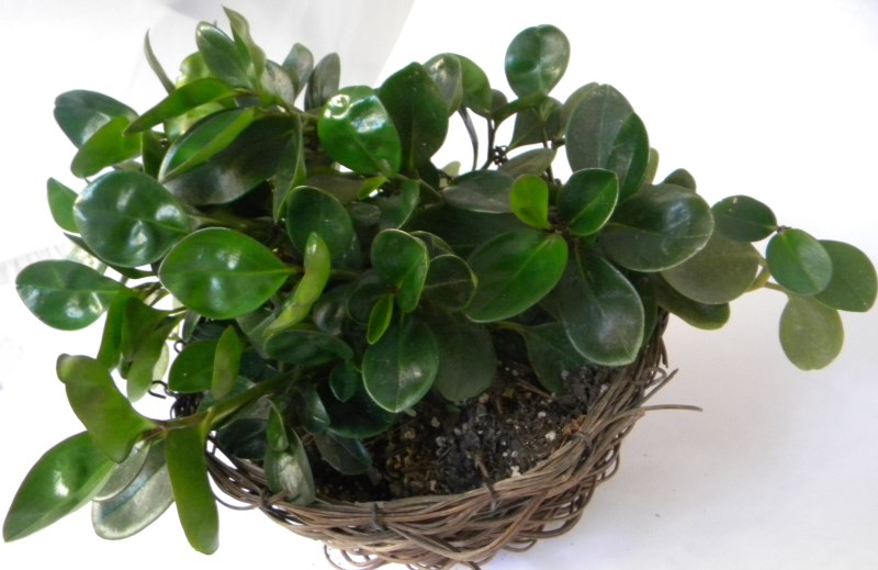 Vibrant baby rubber plant