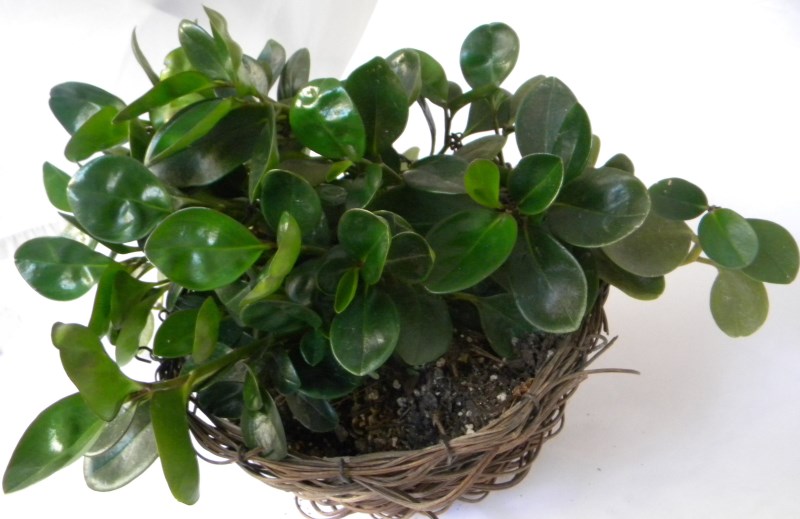 Baby rubber plant cats information