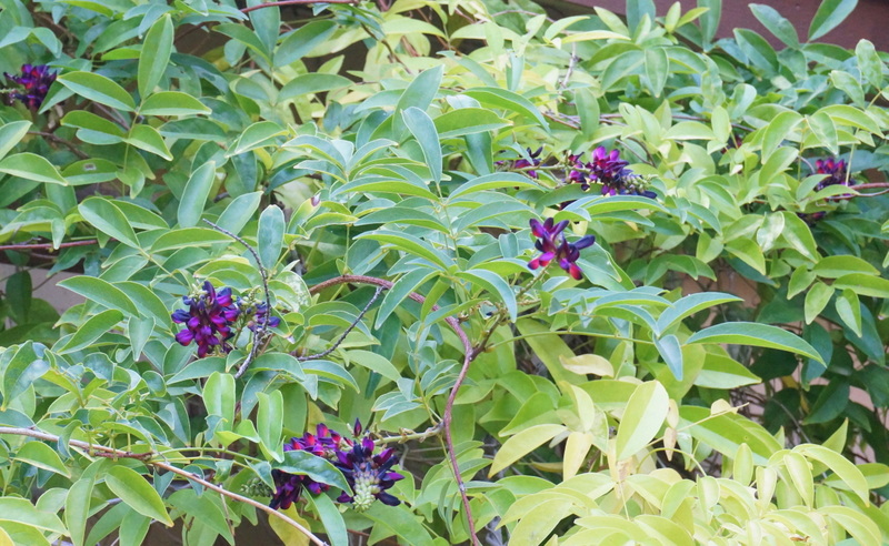 Vine blossoms in shades of violet