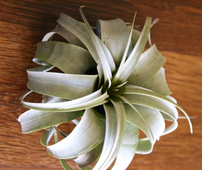 Where To Buy Air Plants Online Decoist