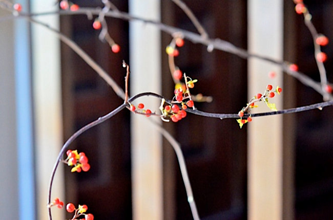 Bittersweet brances for a fall centerpiece