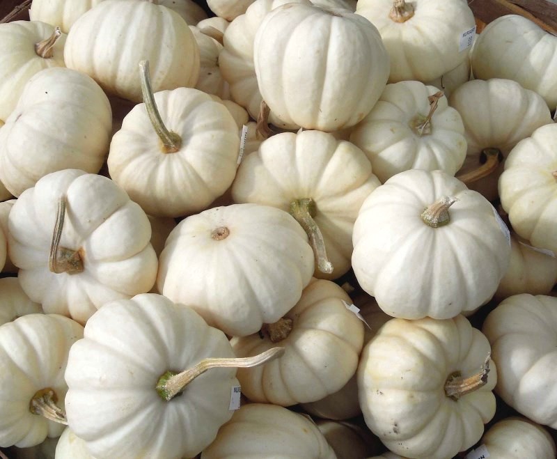 Small white pumpkin party favors