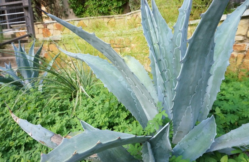 Blue agave continues to grow