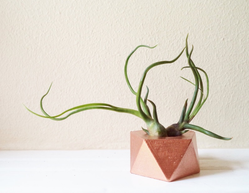 Mini geo air plant container from Redwood Stoneworks
