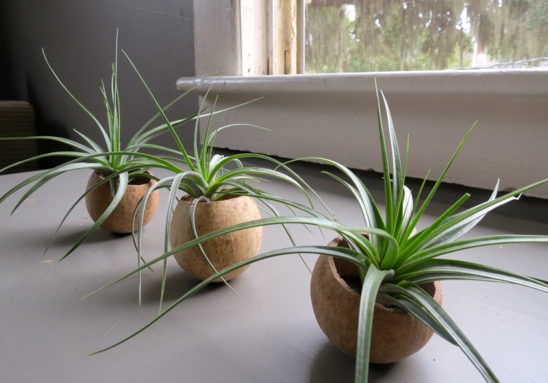 Set of natural seed pod containers from Air Plant Design Center