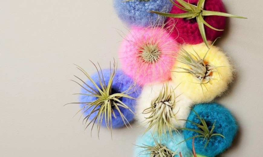The Top Trends In Modern Air Plant Containers