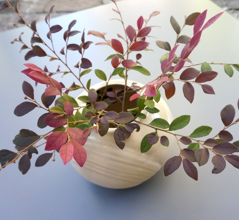 A Loropetalum centerpiece