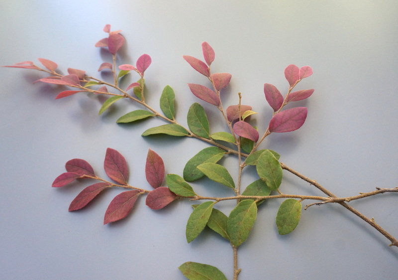 Arranging the loropetalum branches