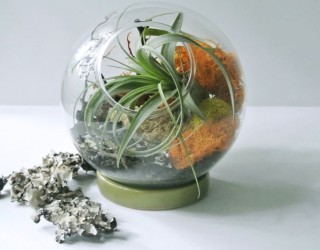 Enhance Your Interior with the Tillandsia Air Plant