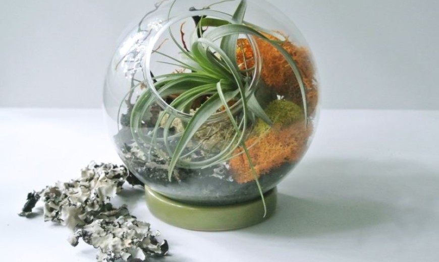 Enhance Your Interior with the Tillandsia Air Plant
