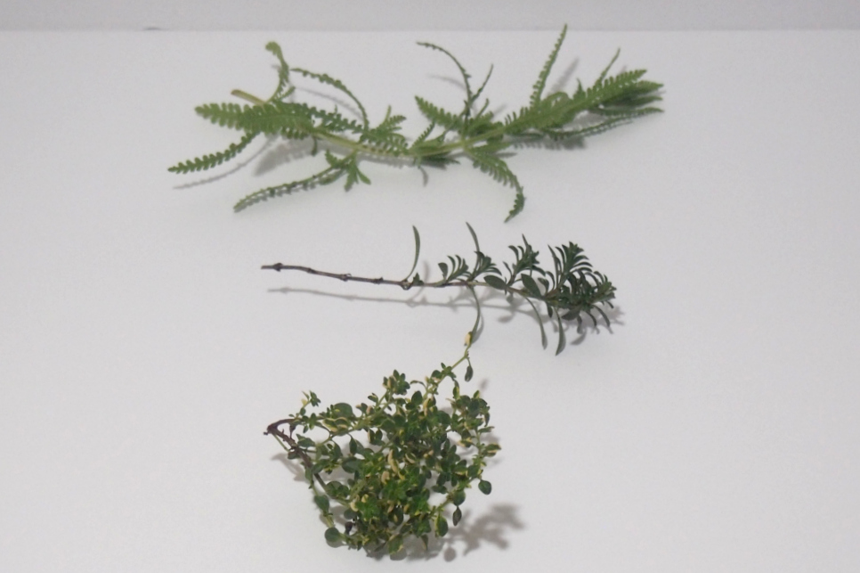 Herbs used for making a wreath