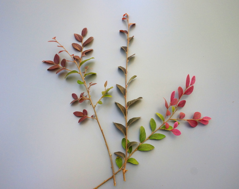 Loropetalum branches make a picturesque Thanksgiving statement