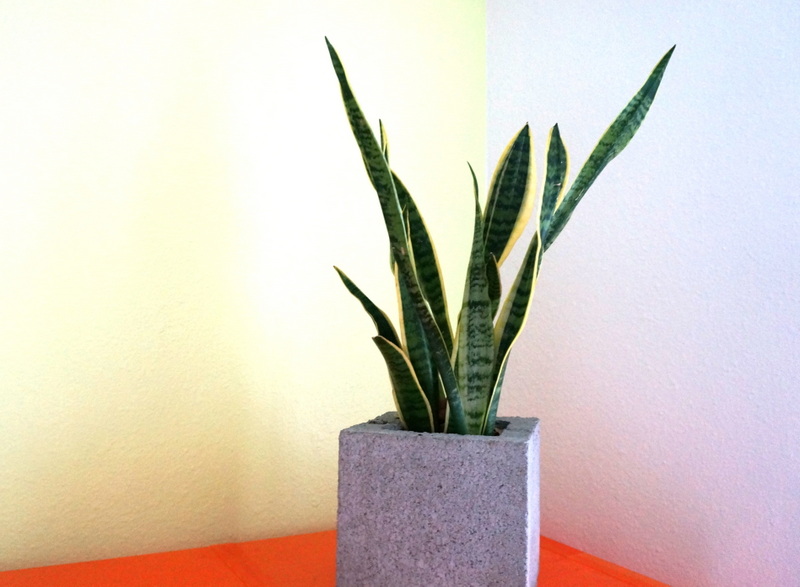 Snake plant in a concrete planter