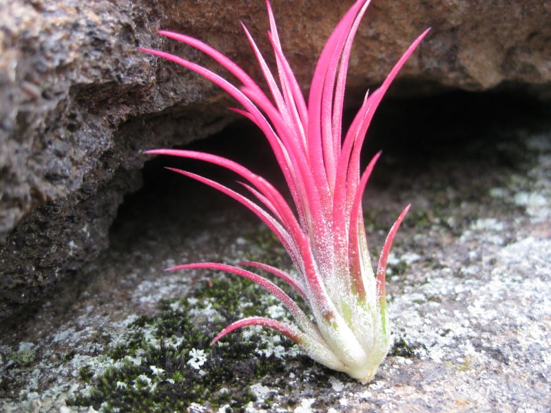 Tillandsia Ionantha Fuego air plant from Etsy shop Plant in the Air