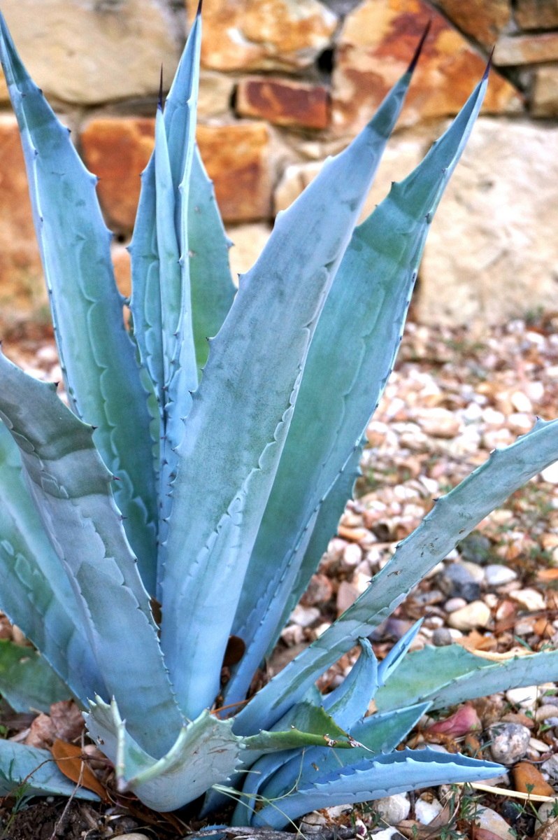 A blue agave plant in gravel