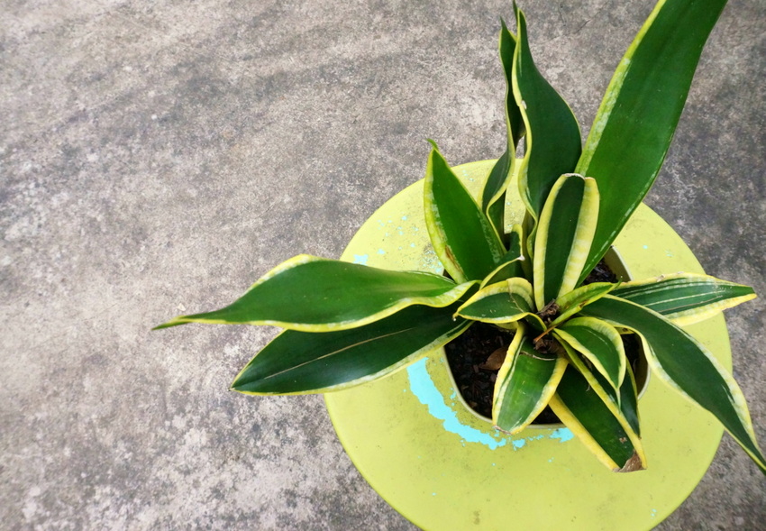 A snake plant takes center stage