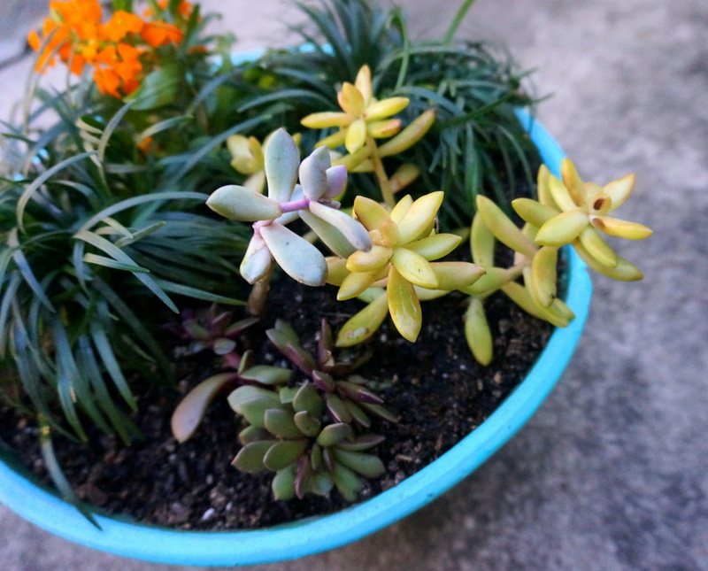 An assortment of succulents in a turquoise planter