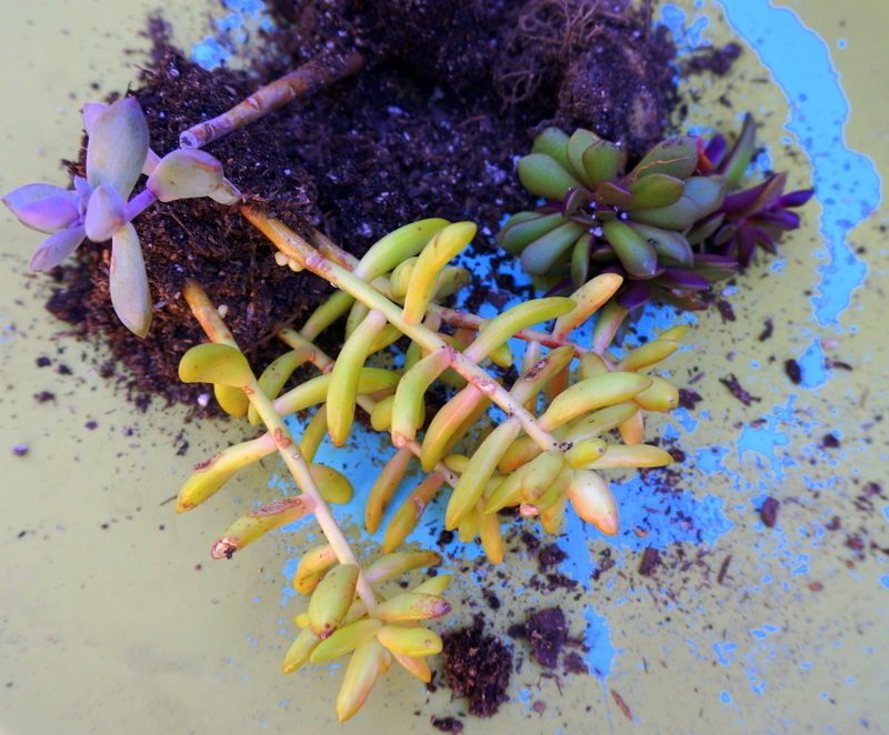 Assorted succulents on a colorful table