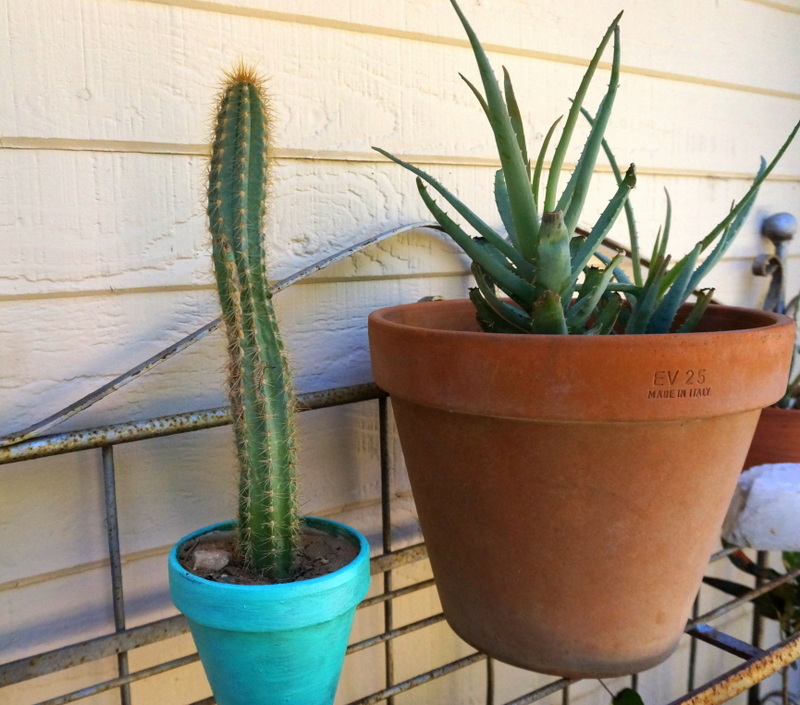 Colorful outdoor pot with a cactus