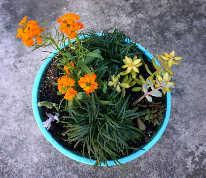 Colorful succulent planter