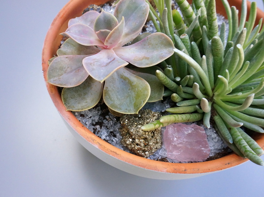 Colorful succulents in an outdoor planter