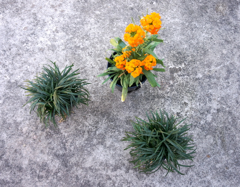 Erysimum and mondo grass