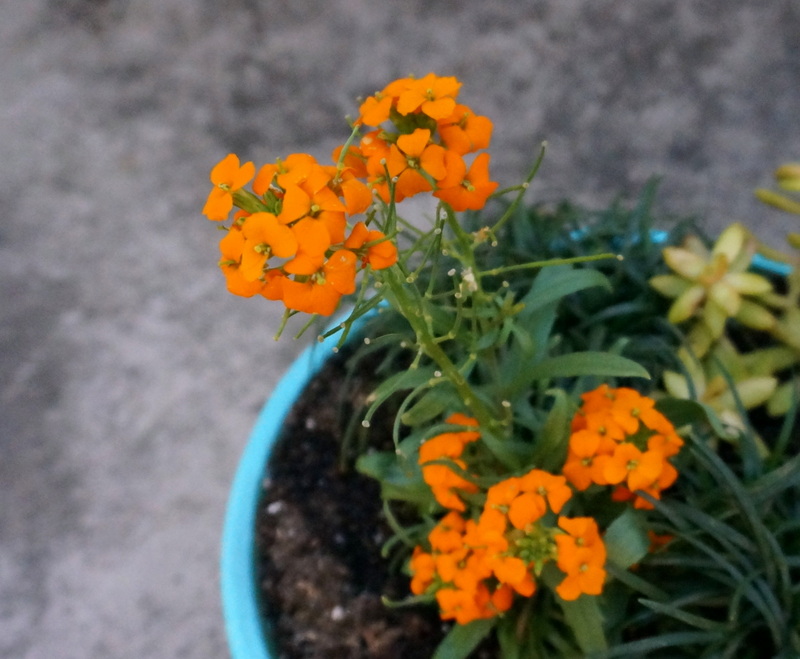 Erysimum in an outdoor planter