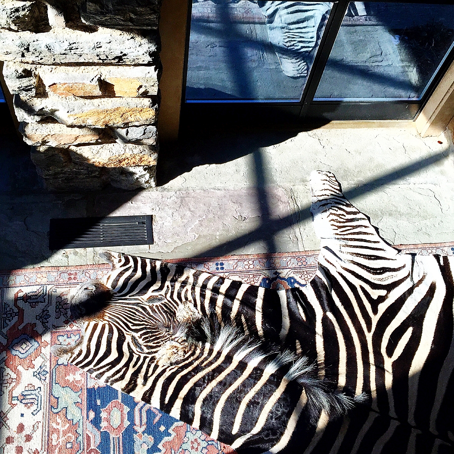 Fabulous zebra hide rug is a perfect choice for the sunroom