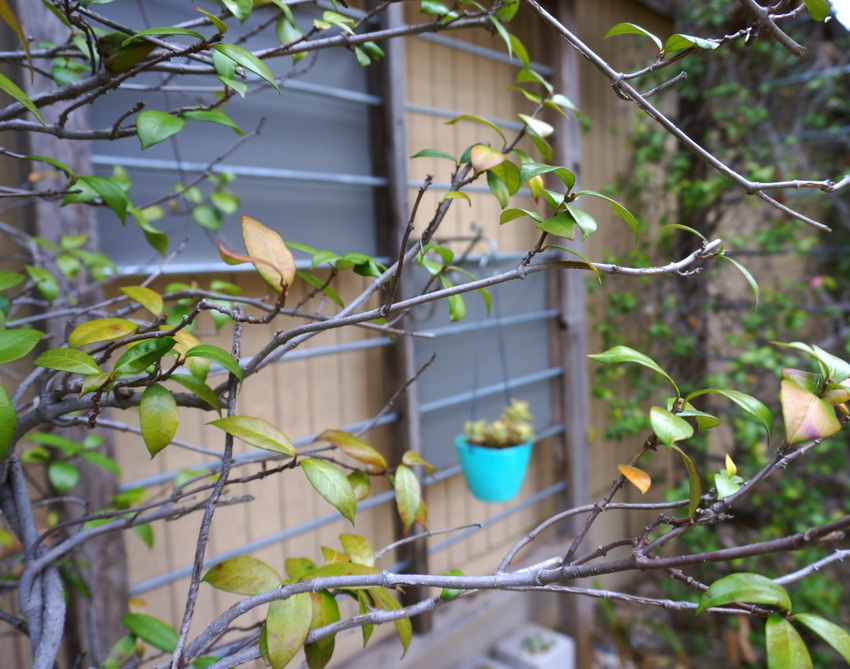 I spy a planter through the trees